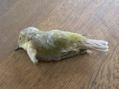小鳥死了怎麼辦